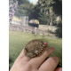 ANILLO AJUSTABLE RAMBLA/ORO